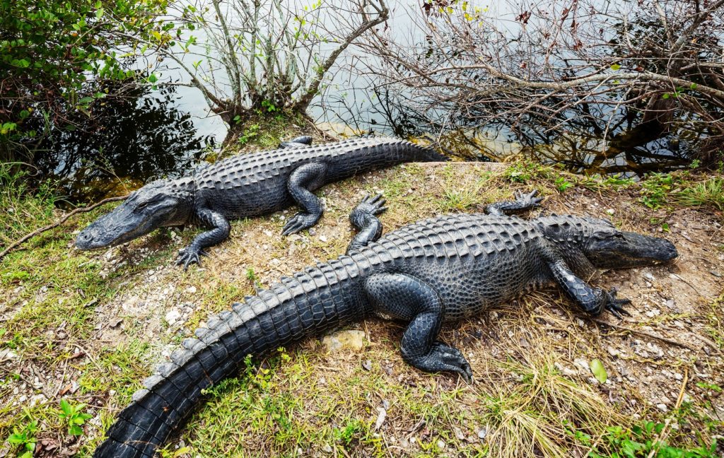 alligator tours